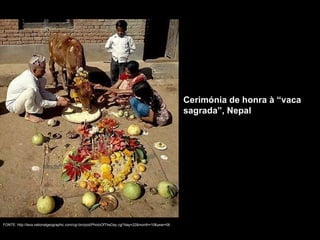 FONTE: http://lava.nationalgeographic.com/cgi-bin/pod/PhotoOfTheDay.cgi?day=22&month=10&year=06 Cerimónia de honra à “vaca sagrada”, Nepal 