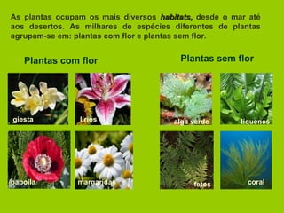 As plantas ocupam os mais diversos  habitats,  desde o mar até aos desertos. As milhares de espécies diferentes de plantas agrupam-se em: plantas com flor e plantas sem flor. Plantas com flor Plantas sem flor líquenes coral alga verde giesta papoila margaridas fetos lírios 