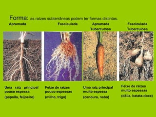 Forma:  as raízes subterrâneas podem ter formas distintas. Aprumada  Fasciculada   Aprumada  Fasciculada Tuberculosa  Tuberculosa  Uma raiz principal pouco espessa (papoila, feijoeiro) Feixe de raízes pouco espessas (milho, trigo) Uma raiz principal muito espessa (cenoura, nabo) Feixe de raízes muito espessas (dália, batata-doce) 