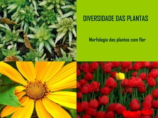 Morfologia das plantas com flor  DIVERSIDADE DAS PLANTAS Professora: Ilda Gonçalves Março  2009 