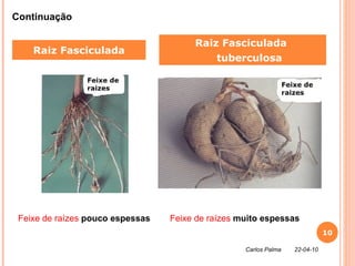 Raiz Fasciculada Raiz Fasciculada  tuberculosa Continuação Feixe de raízes  pouco espessas Feixe de raízes  muito espessas Carlos Palma  22-04-10 