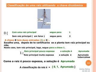 0 {  Classificação de uma raiz utilizando  a chave dicotómica Com uma raiz principal  segue para  1 Sem raiz principal (  em feixe )  segue para  2  A chave  0  tem duas entradas ( 1  e  2 ) . Escolhe uma,  depois de te certificares  se a planta tem raiz principal ou não.  Neste caso, tem raiz principal, logo, segue  para a chave 1. 1  {  Raiz principal pouco espessa  a solução é  Aprumada Raiz principal muito espessa  a solução  é  Aprumada tuberculosa Como a raiz é pouco espessa, a solução é  Aprumada { 0, 1,  Aprumada  } A classificação da raiz é  = Carlos Palma 22-04-10 