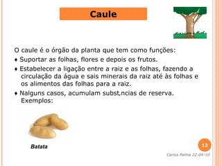 O caule é o órgão da planta que tem como funções: ♦  Suportar as folhas, flores e depois os frutos. ♦  Estabelecer a ligação entre a raiz e as folhas, fazendo a circulação da água e sais minerais da raiz até às folhas e os alimentos das folhas para a raiz. ♦  Nalguns casos, acumulam substâncias de reserva. Exemplos: Caule Carlos Palma  22-04-10 Batata 