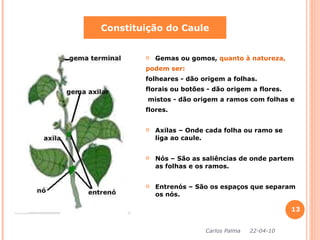 Gemas ou gomos,  quanto à natureza,  podem ser: folheares  - dão origem a folhas. florais ou botões - dão origem a flores. mistos - dão origem a ramos com folhas e flores.  Axilas – Onde cada folha ou ramo se liga ao caule. Nós – São as saliências de onde partem as folhas e os ramos. Entrenós – São os espaços que separam os nós. Constituição do Caule Carlos Palma  22-04-10 