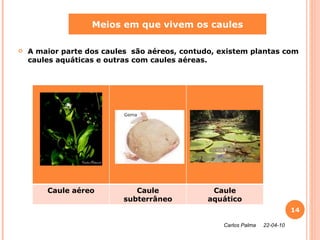 A maior parte dos caules  são aéreos, contudo, existem plantas com caules aquáticas e outras com caules aéreas. Meios em que vivem os caules Carlos Palma  22-04-10 Caule aéreo Caule subterrâneo Caule aquático 
