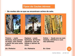 Os caules são os que se encontram acima do solo. Tipos de Caules Aéreos Carlos Palma  22-04-10 Tronco –  caule lenhoso, mais grosso na base, com ramos a partir de uma certa altura. Ex: Pinheiro Espique – caule lenhosos  de forma cilíndrica, com as folhas a saírem do cimo. Ex: Palmeira Colmo  -  Caule oco ou com medula, cilíndrico e com nós salientes.  Ex: Cana 