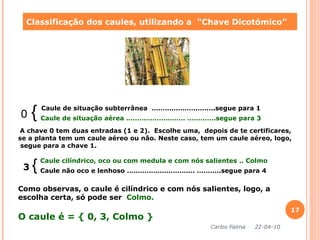 0  { Classificação dos caules, utilizando a  “Chave Dicotómico” Caule de situação subterrânea  ………………………..segue para 1 Caule de situação aérea ……………………… ………….segue para 3 A chave 0 tem duas entradas (1 e 2).  Escolhe uma,  depois de te certificares,  se a planta tem um caule aéreo ou não. Neste caso, tem um caule aéreo, logo, segue para a chave 1. 3   { Caule cilíndrico, oco ou com medula e com nós salientes .. Colmo Caule não oco e lenhoso …………………………. ………..segue para 4 Como observas, o caule é cilíndrico e com nós salientes, logo, a escolha certa, só pode ser  Colmo. O caule é =  { 0, 3, Colmo } Carlos Palma  22-04-10 