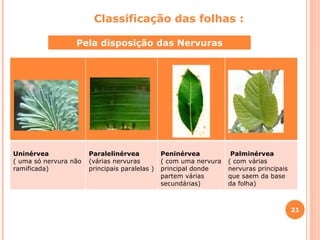 Pela disposição das Nervuras Classificação das folhas : Uninérvea ( uma só nervura não ramificada) Paralelinérvea (várias nervuras principais paralelas ) Peninérvea ( com uma nervura principal donde partem várias secundárias) Palminérvea ( com várias nervuras principais que saem da base da folha) 
