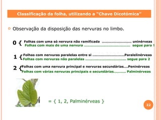 Observação da disposição das nervuras no limbo. 0  { 1 { Classificação da folha, utilizando a “Chave Dicotómica” Folhas com uma só nervura não ramificada  ……………………… uninérveas Folhas com mais de uma nervura ……………………………………  segue para  1 Folhas com nervuras paralelas entre si ………………………..Paralelinérveas Folhas com nervuras não paralelas …………………………….... segue para 2 2  { Folhas com uma nervura principal e nervuras secundárias….Peninérveas Folhas com várias nervuras principais e secundárias……….. Palminérveas =  { 1, 2, Palminérveas } 