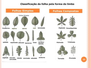 Folhas Simples Folhas Compostas Classificação da folha pela forma do limbo 