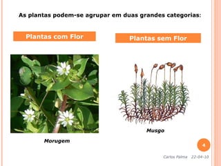 Plantas com Flor Plantas sem Flor Morugem Musgo Carlos Palma  22-04-10 As plantas podem-se agrupar em duas grandes categorias : 