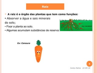 A raiz é o órgão das plantas que tem como funções: ▪  Absorver a água e sais minerais do solo;   ▪  Fixar a planta ao solo. ▪  Algumas acumulam substâncias de reserva: Ex: Cenoura Raiz Carlos Palma  22-04-10 