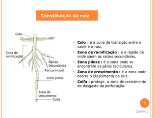 Colo  : é a zona de transição entre o caule e a raiz. Zona de ramificação  : é a região de onde saem as raízes secundárias. Zona pilosa :  é a zona onde se encontram os pêlos radiculares. Zona de crescimento :  é a zona onde ocorre o crescimento da raiz. Coifa :  protege  a zona de crescimento do desgaste da perfuração. Constituição da raiz 22-04-10 