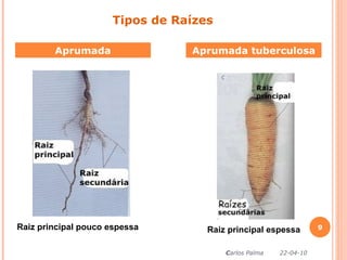 Aprumada Aprumada tuberculosa Tipos de Raízes Raiz principal pouco espessa Raiz principal espessa C arlos Palma  22-04-10 