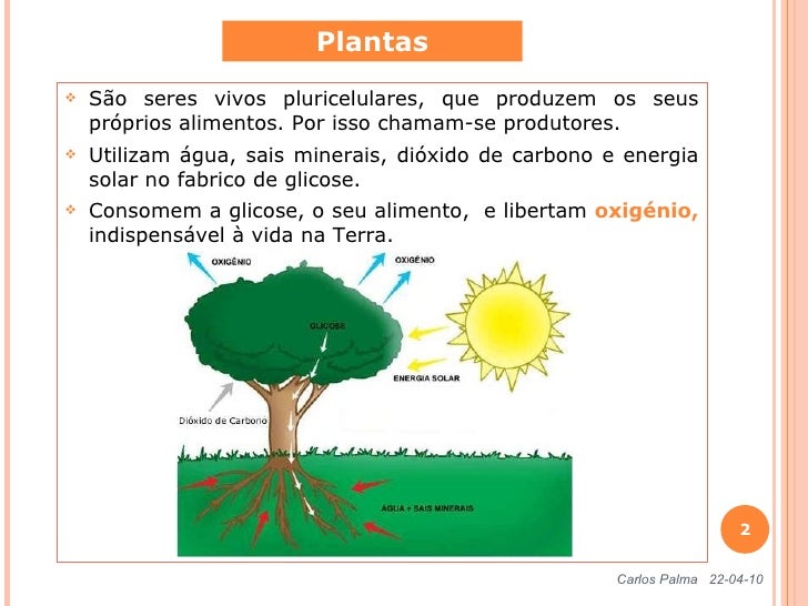 Como Se Chama Os Seres Que Produzem Seu Próprio Alimento