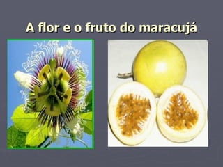 A flor e o fruto do maracujá   