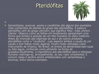 Pteridófitas   Samambaias, avencas, xaxins e cavalinhas são alguns dos exemplos mais conhecidos de plantas do grupo das pteridófitas. A palavra pteridófita vem do grego  pteridon , que significa 'feto'; mais  phyton , 'planta'. Observe como as folhas em brotamento apresentam uma forma que lembra a posição de um feto humano no útero materno. Antes da invenção das esponjas de aço e de outros produtos, pteridófitas como a "cavalinha", cujo aspecto lembra a cauda de um cavalo e tem folhas muito ásperas, foram muito utilizadas como instrumento de limpeza. No Brasil, os brotos da samambaia-das-roças ou feto-águia, conhecido como alimento na forma de guisados.Atualmente, a importância das pteridófitas para o interesse humano restringe-se, principalmente, ao seu valor ornamental. É comum casas e jardins serem embelezados com samambaias e avencas, entre outros exemplos. 