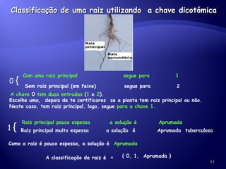 Classificação de uma raiz utilizando  a chave dicotómica 0   {  Com uma raiz principal  segue para  1 Sem raiz principal (em feixe)  segue para  2   A chave  0  tem duas entradas  ( 1   e   2 ). Escolhe uma,  depois de te certificares  se a planta tem raiz principal ou não.  Neste caso, tem raiz principal, logo, segue  para a chave 1. 1   {   Raiz principal pouco espessa  a solução é  Aprumada Raiz principal muito espessa  a solução  é  Aprumada  tuberculosa Como a raiz é pouco espessa, a solução é  Aprumada { 0, 1,  Aprumada } A classificação da raiz é  = 