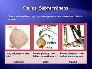 Caules Subterrâneos Caules subterrâneos que possuem gomos e encontram-se debaixo do solo. Liso, volumoso e sem raiz. Tubérculo Forma globosa, com folhas escamiformes  Bolbo Forma alongada, com folhas escamiformes  Rizoma 