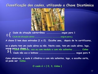 Classificação dos caules, utilizando a Chave Dicotómica 0  { Caule de situação subterrânea  ………………………..segue para 1 Caule de situação aérea ……………………… ………….segue para 3 A chave 0 tem duas entradas (1 e 2).  Escolhe uma,  depois de te certificares,  se a planta tem um caule aéreo ou não. Neste caso, tem um caule aéreo, logo, segue para a chave 1. 3   { Caule cilíndrico, oco ou com medula e com nós salientes ……………. Colmo Caule não oco e lenhoso ………………………………………………………………. segue para 4 Como observas, o caule é cilíndrico e com nós salientes, logo, a escolha certa, só pode ser  Colmo. O caule é =  { 0, 3, Colmo } 