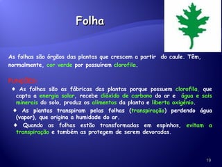 Folha As folhas são órgãos das plantas que crescem a partir  do caule. Têm, normalmente,  cor verde  por possuírem  clorofila .  FUNÇÕES:  ♦  As folhas são as fábricas das plantas porque possuem  clorofila ,  que capta a  energia solar , recebe  dióxido de carbono  do ar e  água e sais minerais  do solo, produz os  alimentos  da planta e  liberta oxigénio .  ♦  As plantas transpiram pelas folhas ( transpiração ) perdendo água (vapor), que origina a humidade do ar. ♦  Quando as folhas estão transformadas em espinhos,  evitam a transpiração  e também as protegem de serem devoradas. 