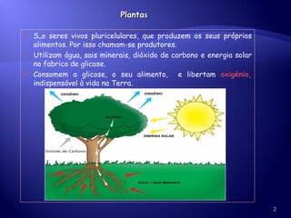 Planta s São seres vivos pluricelulares, que produzem os seus próprios alimentos. Por isso chamam-se produtores.  Utilizam água, sais minerais, dióxido de carbono e energia solar no fabrico de glicose.  Consomem a glicose, o seu alimento,  e libertam  oxigénio,  indispensável à vida na Terra. 