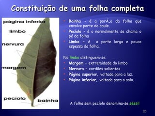 Constituição de uma folha completa Bainha  - é a porção da folha que envolve parte do caule. Pecíolo  – é o normalmente se chama o pé da folha Limbo –  é  a parte larga e pouco espessa da folha. No  limbo  distinguem-se: Margem –  extremidade do limbo Nervura –  cordões salientes Página superior,  voltada para a luz. Página inferior,  voltada para o solo. A folha sem pecíolo denomina-se  séssil 