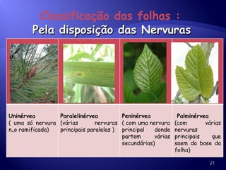 Pela disposição das Nervuras Classificação das folhas : Uninérvea ( uma só nervura não ramificada) Paralelinérvea (várias nervuras principais paralelas ) Peninérvea ( com uma nervura principal donde partem várias secundárias) Palminérvea (com várias nervuras principais que saem da base da folha) 