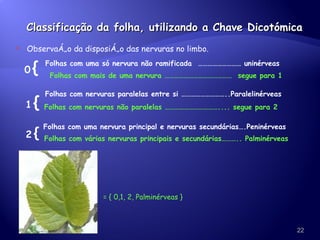 Classificação da folha, utilizando a Chave Dicotómica Observação da disposição das nervuras no limbo. 0   { 1   { Folhas com uma só nervura não ramificada  ……………………… uninérveas Folhas com mais de uma nervura ……………………………………  segue para 1 Folhas com nervuras paralelas entre si ………………………..Paralelinérveas Folhas com nervuras não paralelas …………………………….... segue para 2 2   { Folhas com uma nervura principal e nervuras secundárias….Peninérveas Folhas com várias nervuras principais e secundárias……….. Palminérveas =  { 0,1, 2, Palminérveas } 
