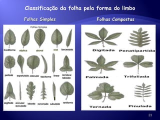 Folhas Simples Folhas Compostas Classificação da folha pela forma do limbo 