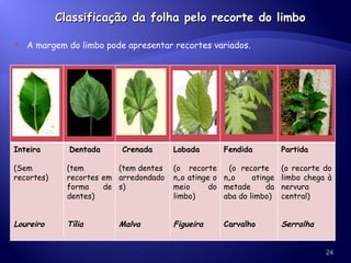 Classificação da folha pelo recorte do limbo A margem do limbo pode apresentar recortes variados. Inteira (Sem recortes) Loureiro Dentada (tem recortes em forma de dentes) Tília Crenada (tem dentes arredondados) Malva Lobada (o recorte não atinge o meio do limbo) Figueira Fendida (o recorte  não atinge metade da aba do limbo) Carvalho Partida  (o recorte do limbo chega à nervura central) Serralha 