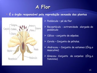 A Flor É o órgão responsável pela reprodução sexuada das plantas Pedúnculo – pé da flor Receptáculo - extremidade  alargada do pedúnculo Cálice – conjunto de sépalas. Corola – Conjunto de pétalas. Androceu – Conjunto de estames (Órgão masculino) Gineceu- Conjunto  de carpelos  (Órgão feminino) 