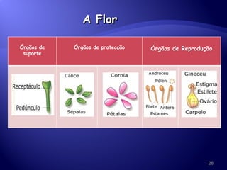 A Flor Órgãos de suporte Órgãos de protecção Órgãos de Reprodução 