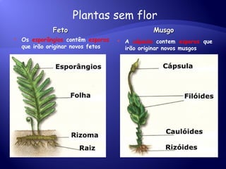 Feto Musgo Os  esporângios  contêm  esporos  que irão originar novos fetos A  cápsula  contem  esporos  que irão originar novos musgos Plantas sem flor 