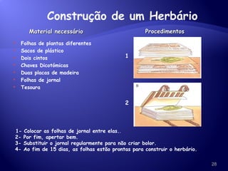 Material necessário Procedimentos Folhas de plantas diferentes Sacos de plástico Dois cintos Chaves Dicotómicas Duas placas de madeira Folhas de jornal Tesoura Construção de um Herbário 1 2 1- Colocar as folhas de jornal entre elas. . 2- Por fim, apertar bem. 3- Substituir o jornal regularmente para não criar bolor. 4- Ao fim de 15 dias, as folhas estão prontas para construir o herbário. 