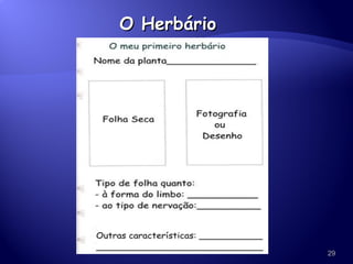 O Herbário 