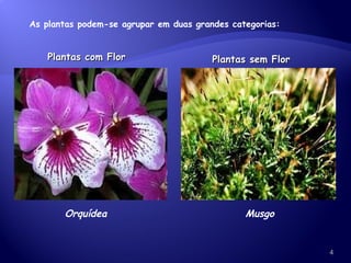 Plantas com Flor Plantas sem Flor Orquídea  Musgo As plantas podem-se agrupar em duas grandes categorias: 