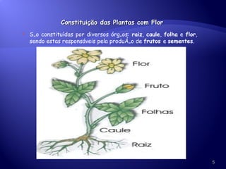 Constituição das Plantas com Flor São constituídas por diversos órgãos:  raiz ,  caule ,  folha  e  flor , sendo estas responsáveis pela produção de  frutos  e  sementes . 