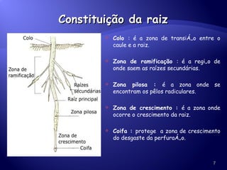 Constituição da raiz Colo  : é a zona de transição entre o caule e a raiz. Zona de ramificação  : é a região de onde saem as raízes secundárias. Zona pilosa :  é a zona onde se encontram os pêlos radiculares. Zona de crescimento :  é a zona onde ocorre o crescimento da raiz. Coifa :  protege  a zona de crescimento do desgaste da perfuração. 