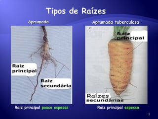 Aprumada Aprumada tuberculosa Tipos de Raízes Raiz principal  pouco espess a Raiz principal  espessa 