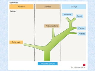 Diversidade da vida - Reinos e domínios