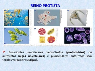 REINO PROTISTA
 Eucariontes unicelulares heterótrofos (protozoários) ou
autótrofos (algas unicelulares) e pluricelulares autótrofos sem
tecidos verdadeiros (algas).
 