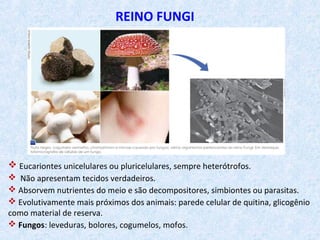 REINO FUNGI
 Eucariontes unicelulares ou pluricelulares, sempre heterótrofos.
 Não apresentam tecidos verdadeiros.
 Absorvem nutrientes do meio e são decompositores, simbiontes ou parasitas.
 Evolutivamente mais próximos dos animais: parede celular de quitina, glicogênio
como material de reserva.
 Fungos: leveduras, bolores, cogumelos, mofos.
 