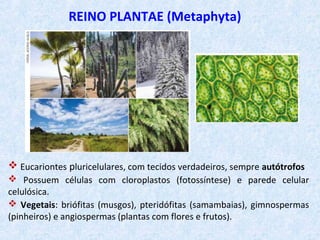 REINO PLANTAE (Metaphyta)
 Eucariontes pluricelulares, com tecidos verdadeiros, sempre autótrofos
 Possuem células com cloroplastos (fotossíntese) e parede celular
celulósica.
 Vegetais: briófitas (musgos), pteridófitas (samambaias), gimnospermas
(pinheiros) e angiospermas (plantas com flores e frutos).
 