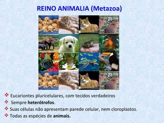 REINO ANIMALIA (Metazoa)
 Eucariontes pluricelulares, com tecidos verdadeiros
 Sempre heterótrofos.
 Suas células não apresentam parede celular, nem cloroplastos.
 Todas as espécies de animais.
 