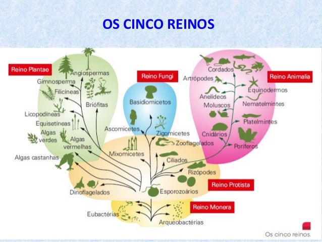 Diversidade da vida - Reinos e domínios