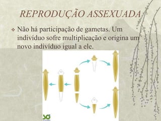 COLUNA VERTEBRALÉ uma fileira de ossos, presente nos vertebrados.