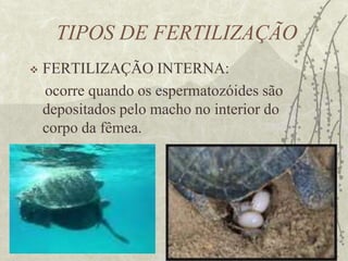 REPRODUÇÃO ASSEXUADANão há participação de gametas. Um indivíduo sofre multiplicação e origina um novo indivíduo igual a ele. 