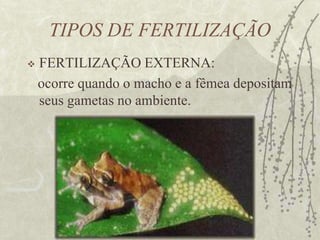 REPRODUÇÃO SEXUADAÉ um tipo de reprodução que envolve células especiais: os gametas.Gametas: células reprodutivas.Gameta masculino: Espermatozóide.Gameta feminino: Óvulo.Fertilização ou FecundaçãoÉ a união do óvulo e do Espermatozóide.
