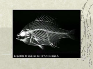 PEIXESCaracterísticas Gerais:Respiração branquial – por possuir brânquias ou guelrasCoração com 2 cavidades ( 1 átrio e 1 ventrículo) – percorre sangue venosoReprodução sexuada: fecundação interna ou externa, desenvolvimento indireto ou direto, podendo ser ovíparos ou ovovivíparosExistem 2 grupos: Peixes ósseos (osteíctes) - Peixes Pulmonados e os Peixes cartilaginosos (condríctes)